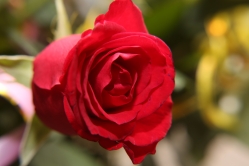 Линза для макросъемки +4 Citiwide 40.5, 49, 62, 77 mm